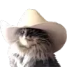 meowdymirrored