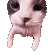 catKISS catKISS