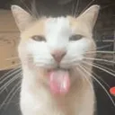 cat_bleh