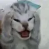 meohoanghot