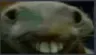 GoofyGoblinCatto