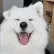 samoyedhappy