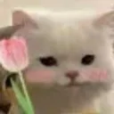 dudufafa dudufafa