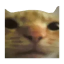 staringcat