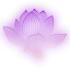 MnC_Lotus