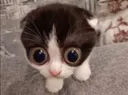 MONKA MONKA