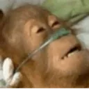 monkey_dying