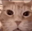 lmaocat