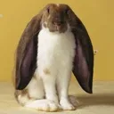 lop lop