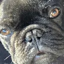 fbulldog