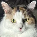 freyja