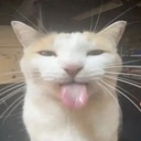 goofycat Discord emoji