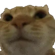 NoNo
