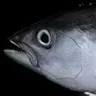 Fishface