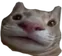 hohocat