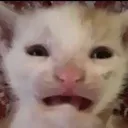 catreee catreee