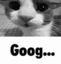 Goog