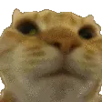 NoNo