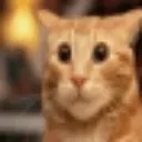 susthecat_orange