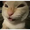 gatonyehehe