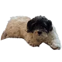 stella_baby