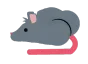 Rat