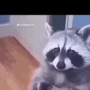 raccoon_sus raccoon_sus