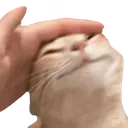 kitten_proud