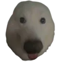 toot toot