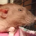 rat_rage