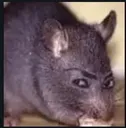 ratonfiado