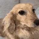 00dog