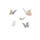 butterflies