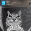 motionmotioncat