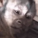monkey_scream