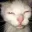 cat1