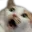 cat_scared