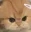 catangy