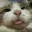 derp_cat