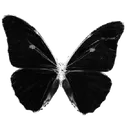 black_butterfly
