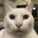 catstareextreme