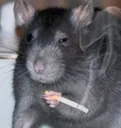 RatSmoke