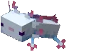axolotl