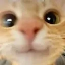 catsuperhaps