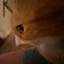 cateyes