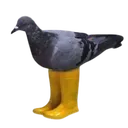 pigeonboots