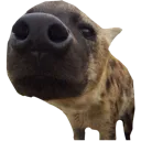 yenasneefweef2