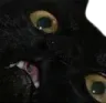 WhyCat