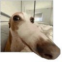 oloraputo Discord emoji