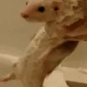 ferretwash